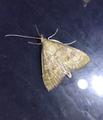 Udea fulvalis