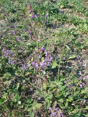 Salvia virgata