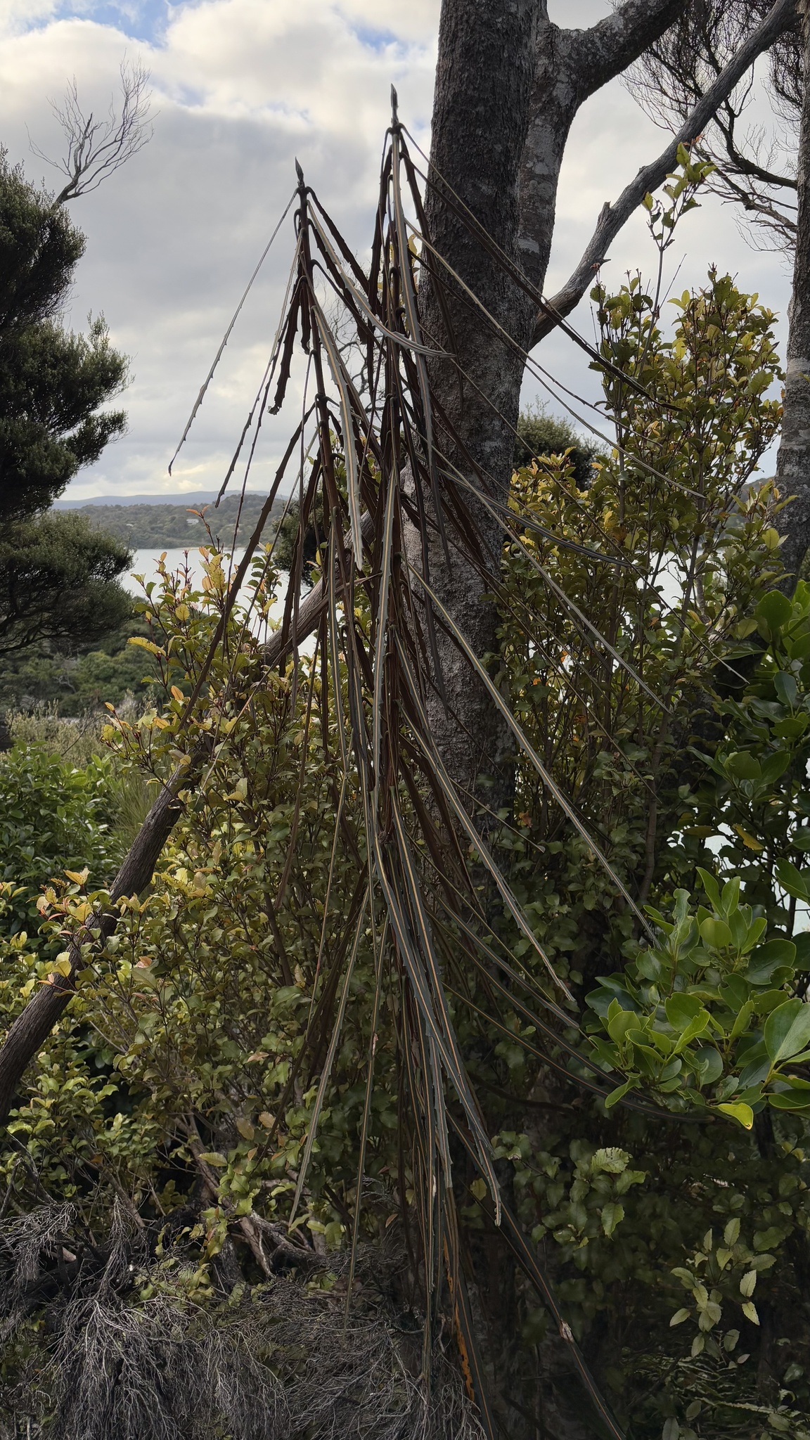Imagem de Lancewood