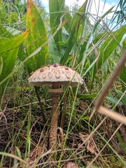 Macrolepiota procera