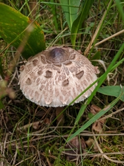Macrolepiota procera