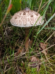 Macrolepiota procera