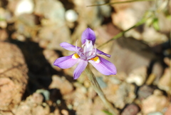 Moraea setifolia