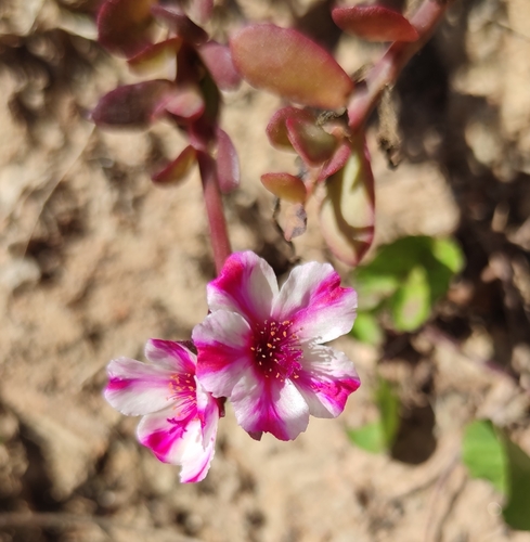 Portulaca umbraticola