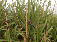Orthetrum albistylum speciosum