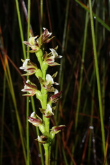 Hector's leek orchid (Prasophyllum hectori)