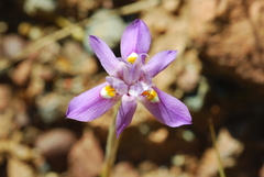 Moraea setifolia