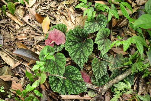 Begonia smithiana