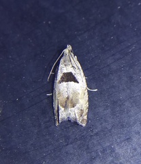 Epinotia ramella
