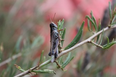 Dichroplus maculipennis