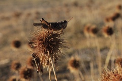 Dichroplus maculipennis