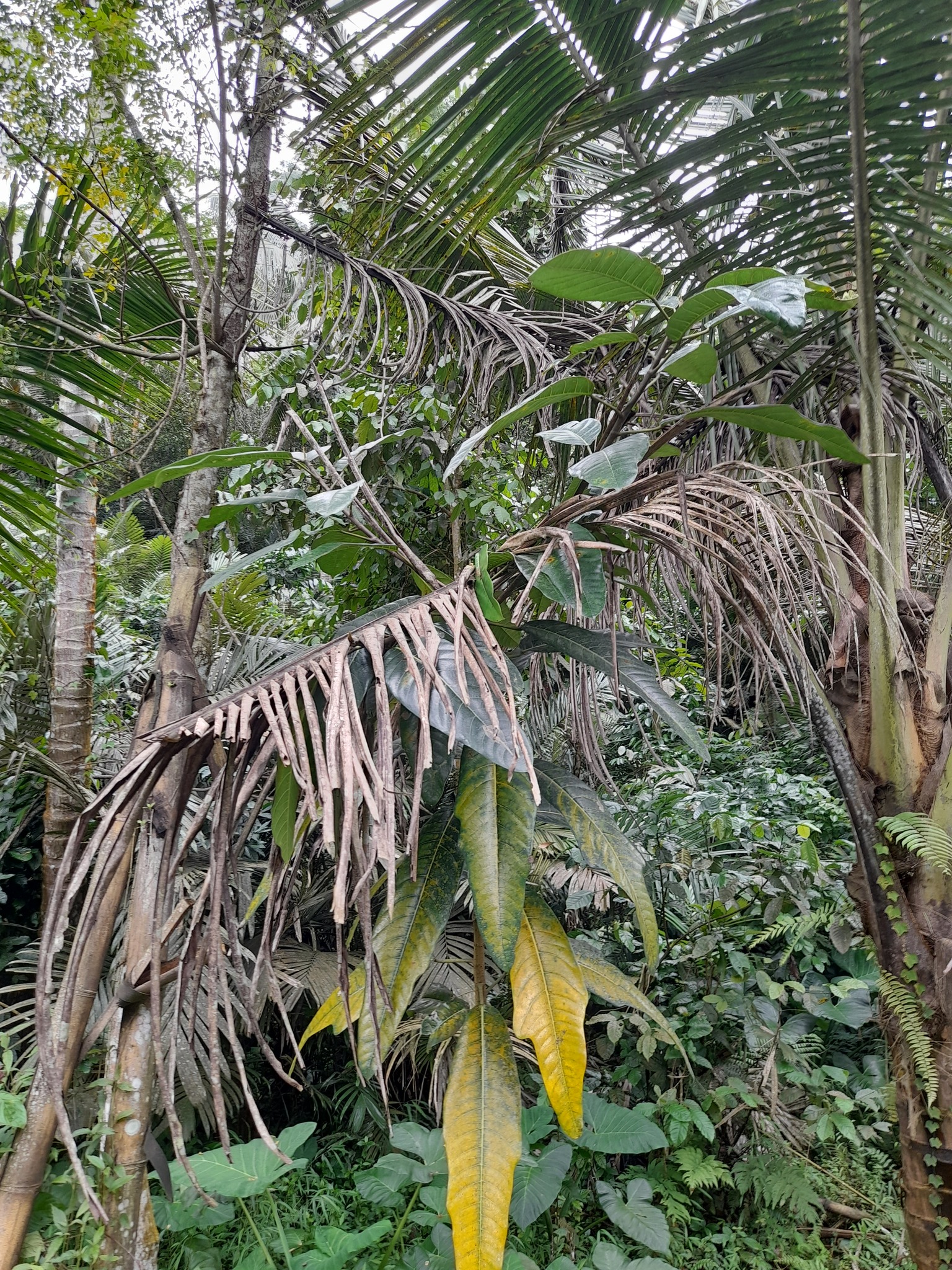 Imagem de Gameleira-branca