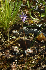 Moraea setifolia