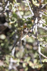 Rhionaeschna absoluta