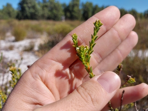 Image of Diosma oppositifolia by (c) De Waal Hugo, some rights reserved (CC BY)