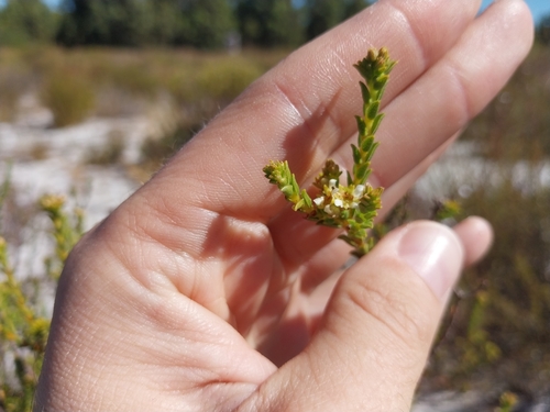 Image of Diosma oppositifolia by (c) De Waal Hugo, some rights reserved (CC BY)