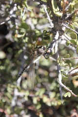 Rhionaeschna absoluta