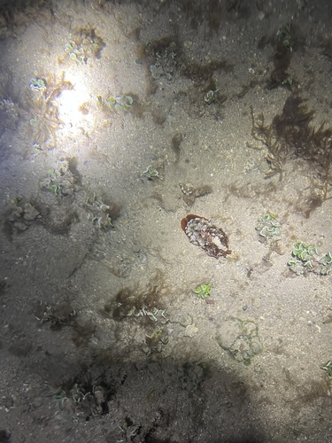 Pleurobranchus observed 2025-01-03