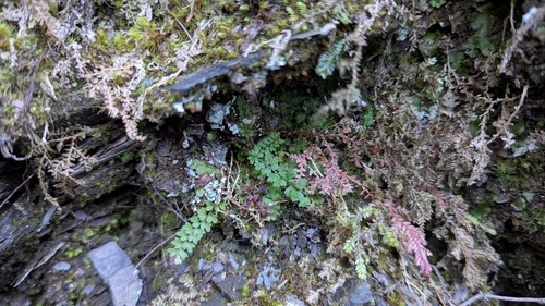 Polystichum capillipes iNat (3)