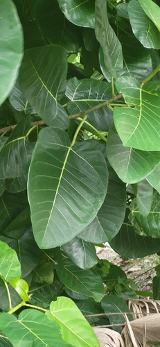 Foto de Figueira