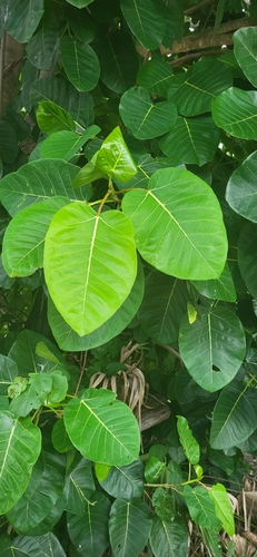 Foto de Figueira
