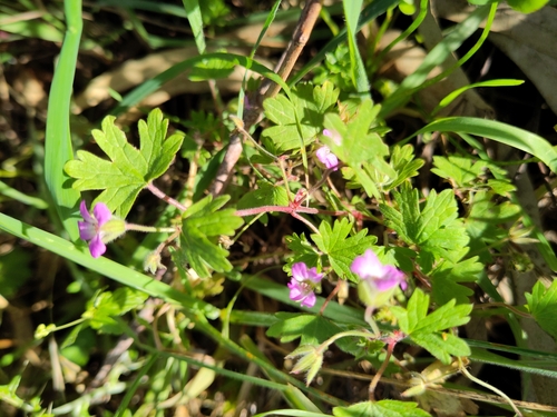 Foto de Malva-de-cheiro