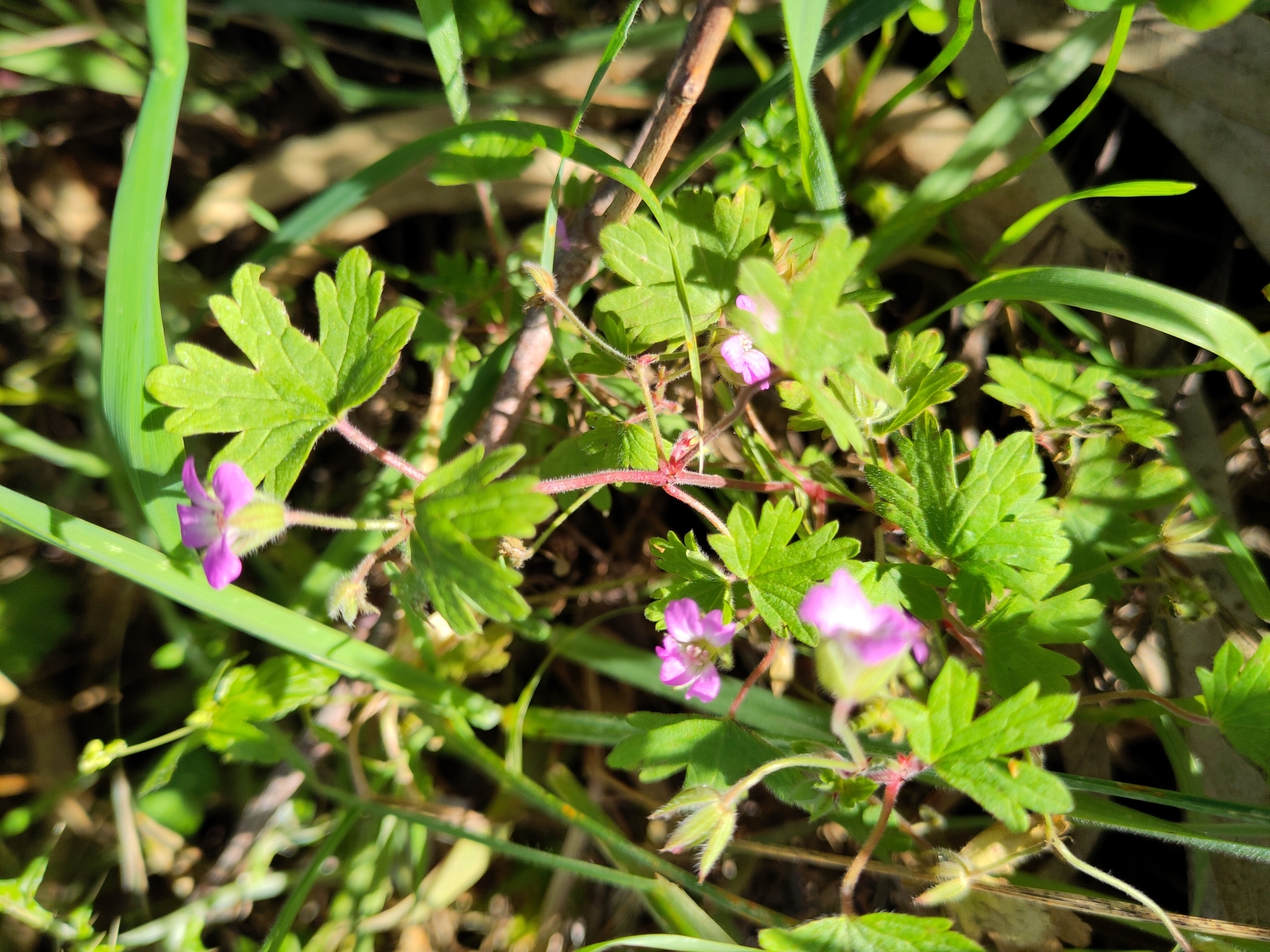 Imagem de Malva-de-cheiro
