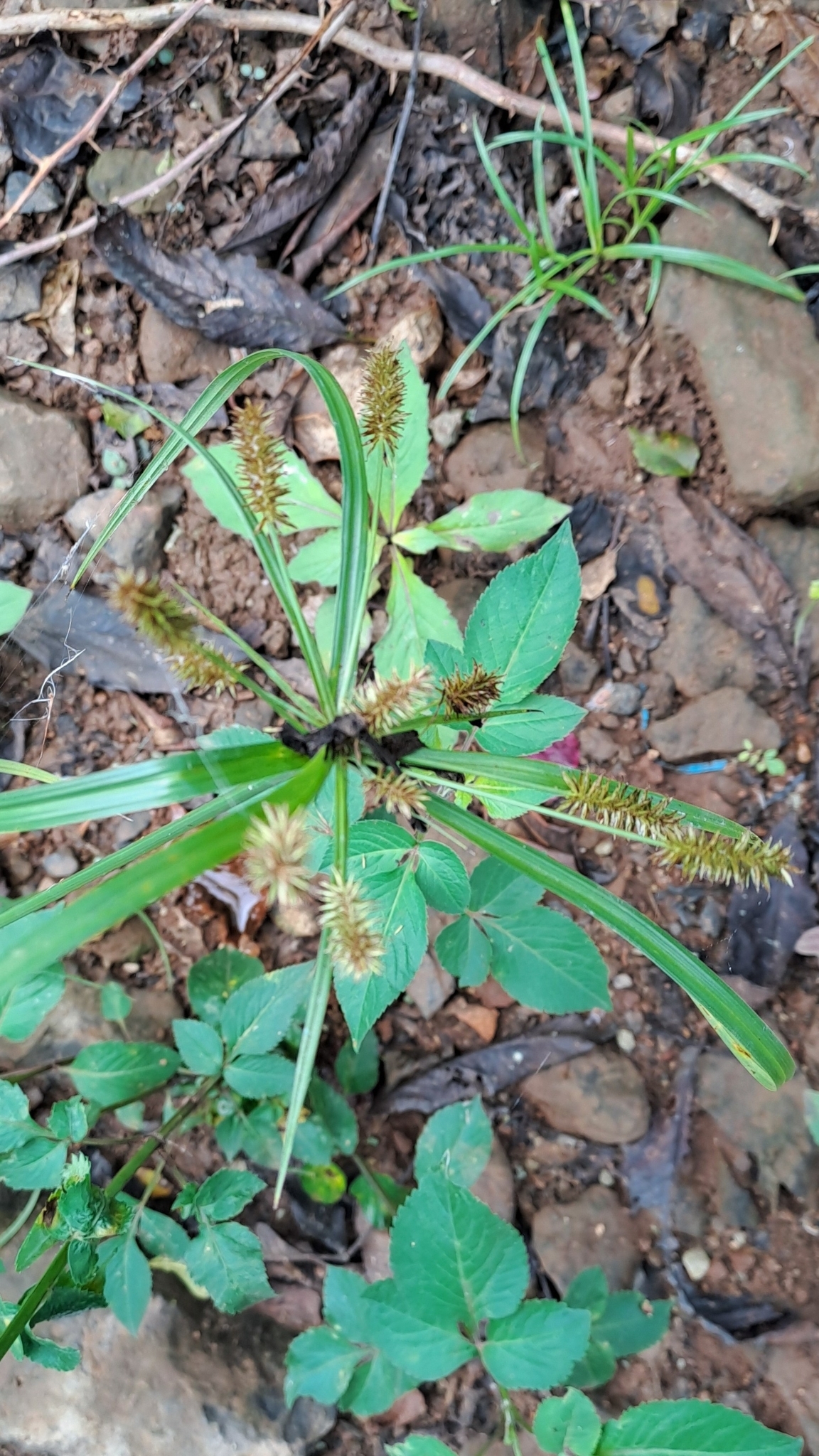 Cyperus cyperoides (Cyperus cyperoides)