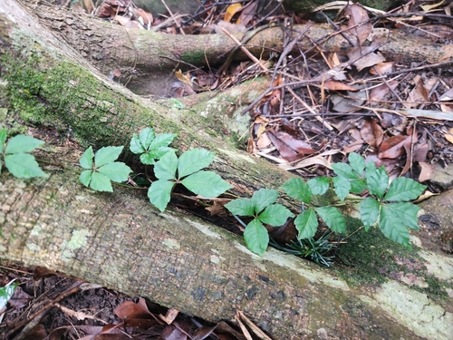 Image of Tetrastigma obtectum by (c) Sophia Lee, some rights reserved (CC BY)