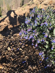 Mertensia lanceolata