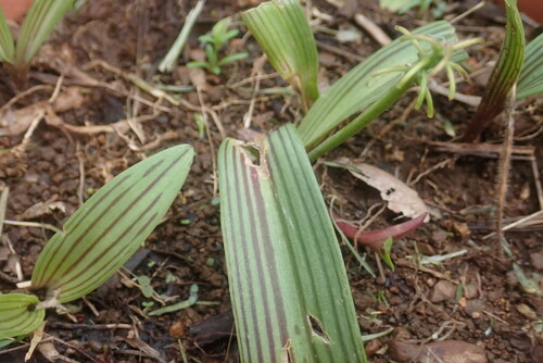 Ledebouria cooperi