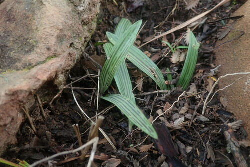 Image of Ledebouria cooperi by no rights reserved