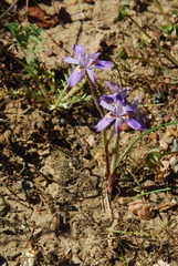 Moraea setifolia