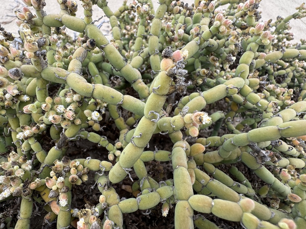Mesembryanthemum neglectum (S.M.Pierce & Gerbaulet) Klak