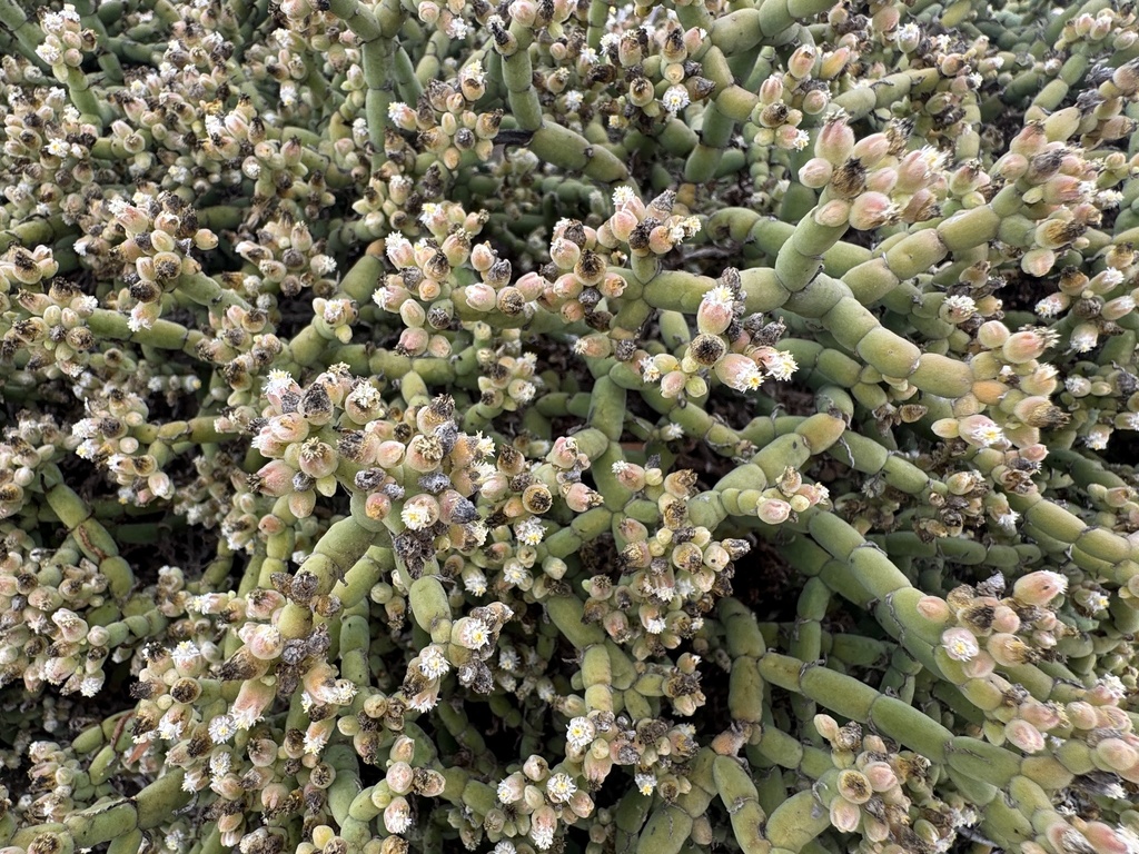 Mesembryanthemum neglectum (S.M.Pierce & Gerbaulet) Klak 2