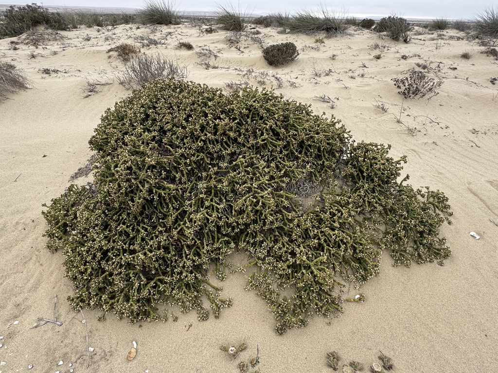 Mesembryanthemum neglectum (S.M.Pierce & Gerbaulet) Klak 3