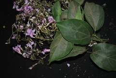 Fridericia platyphylla