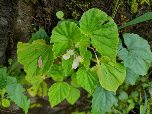 Foto de Begônia