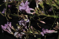 Fridericia platyphylla