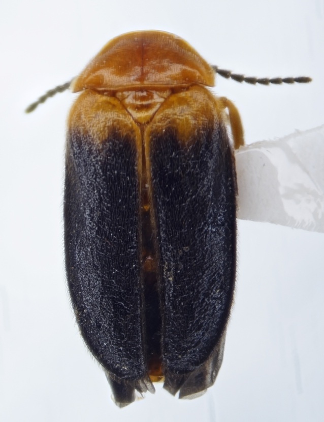 Lamellipalpodes asmita