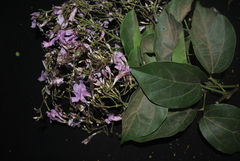 Fridericia platyphylla