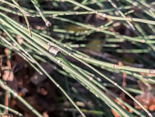 Climbing Horsetail (Equisetum ×)