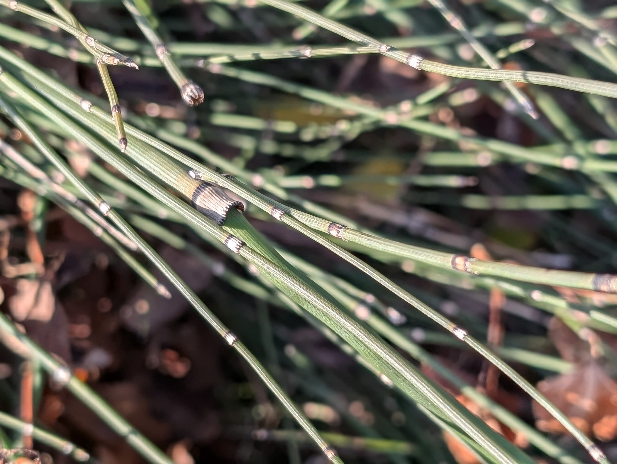 Horsetail
