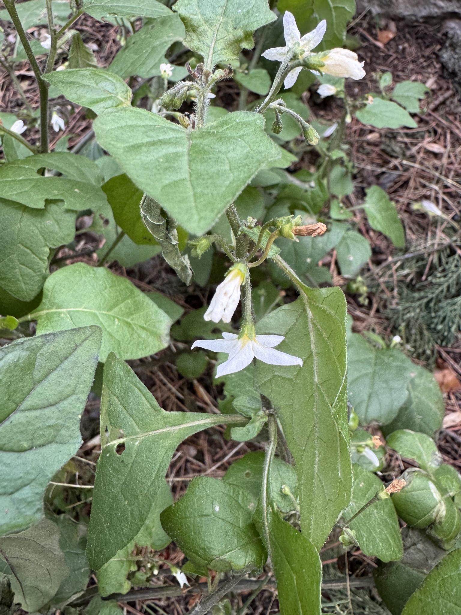 Imagem de Pimenta-de-galinha