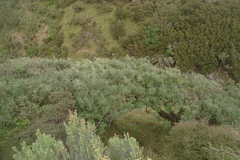 Sophora molloyi