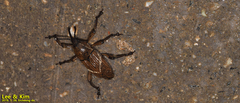 Cryptoderma fortunei