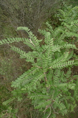 Sophora molloyi