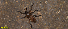 Cryptoderma fortunei