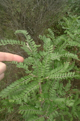 Sophora molloyi