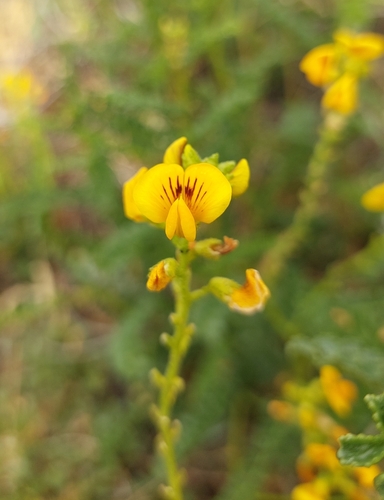 Foto de Amor-do-campo